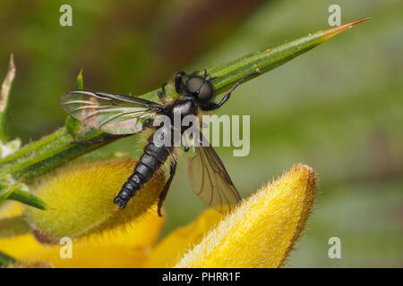 Bibio sp. fliegen hoch auf ginster Bush. Tipperary, Irland Stockfoto