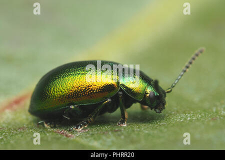 Grüne Dock Käfer (Gastrophysa viridula) ruht auf Dock leaf. Tipperary, Irland Stockfoto