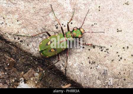 Green Tiger Beetle (Cicindela campestris) ruht auf einem Felsen. Tipperary, Irland Stockfoto