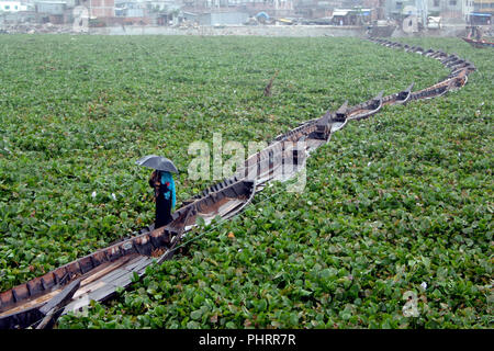 Dhaka, Bangladesch - 17. August 2008: Boote auf dem Fluss Buriganga Band eine behelfsmäßige Brücke zu bilden, wie Wasserhyazinthen Bewegung der Boote behindern Stockfoto