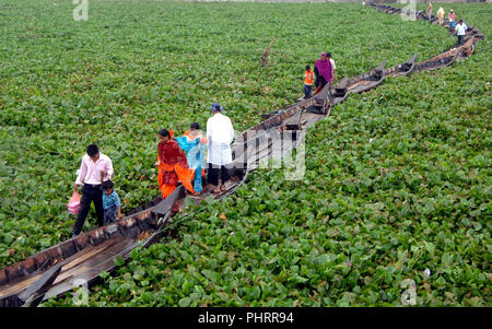 Dhaka, Bangladesch - 17. August 2008: Boote auf dem Fluss Buriganga Band eine behelfsmäßige Brücke zu bilden, wie Wasserhyazinthen Bewegung der Boote behindern Stockfoto