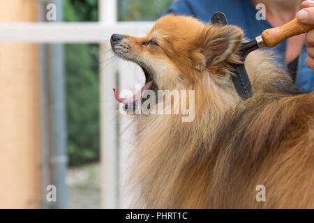 Lächelnd Pomeranian Spitz Hund mit offenen Mund wird von Frau groomer mit einem Kamm in der Hand gepflegt. Horizontal. Stockfoto