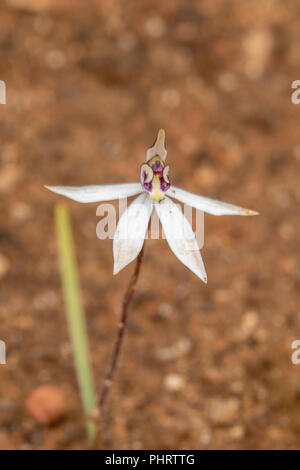Saccharata Ericksonella, Zucker Orchid Stockfoto