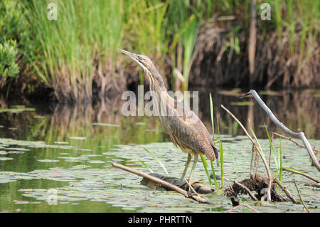 Amerikanische rohrdommel Vogel auf einem Zweig in den Sumpf mit einem Hintergrund von Laub angezeigte Kopf, Schnabel, Auge, braunes Gefieder in Ihrer Umgebung Stockfoto