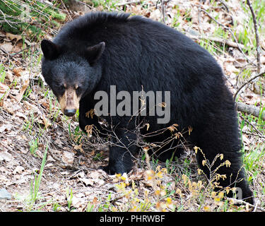 Black Bear Tier in der Nähe im Wald Anzeige schwarzes Fell, Kopf, Ohren, Augen, Nase, Maul, Pfoten in seiner Umgebung. Laub Hintergrund. Stockfoto