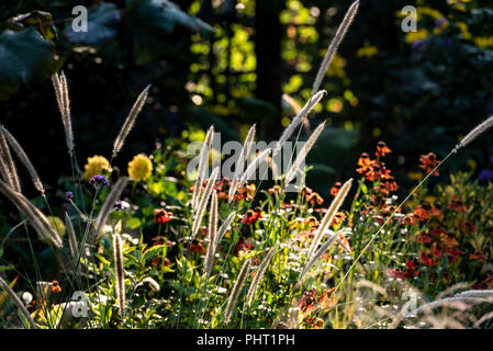 Pennisetum 'Fairy Tails', Brunnen Gras, poaceae, wächst in einer gemischten Grenze von Blumen und Gräsern. Stockfoto