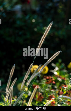 Pennisetum 'Fairy Tails', Brunnen Gras, poaceae, wächst in einer gemischten Grenze von Blumen und Gräsern. Stockfoto