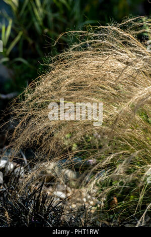 Stipa tenuissima, mexikanische Feder Gras, Poaceae. Anfang September. Klumpen bilden Mehrjährige Gras. Stockfoto