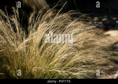 Stipa tenuissima, mexikanische Feder Gras, Poaceae. Anfang September. Klumpen bilden Mehrjährige Gras. Stockfoto