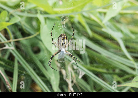 Weibliche Wasp Spider (Argiope Bruennichi) auf einem Webserver Stockfoto