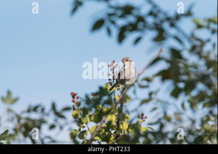 Juvenile Haussperling (Passer domesticus) in einem Baum gehockt Stockfoto