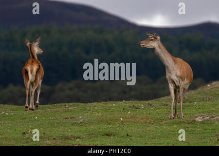 Red deer Hinds, Cervus elaphus scoticus, Beweidung auf Gras, mit Pinienwald im Hintergrund im September im Cairngorms National Park. Stockfoto