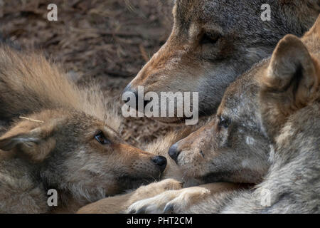 Europäische grauer Wolf, Canis lupus lupus, kommunale Verhalten beim Stillstehen mit Jungen. Stockfoto