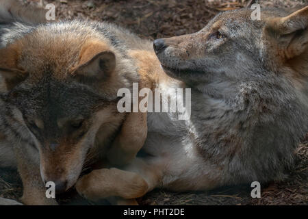 Europäische grauer Wolf, Canis lupus lupus, kommunale Verhalten beim Stillstehen mit Jungen. Stockfoto