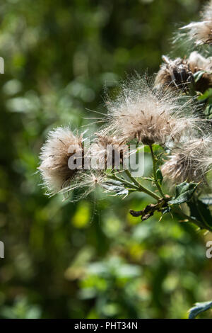 Die blütenköpfe eines wilden Thistle in einer Sommerwiese im August Sonnenlicht mit der Haarigen thistledown Samen, die der Wind verstreut oder Feed wilde Vögel. Stockfoto