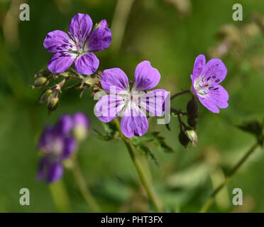 Wald-storchschnabel; woodland Geranium; Stockfoto