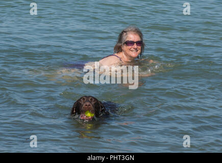 Eine labradinger oder springador Kreuz Labrador und Springer Spaniel schwimmen im Meer mit einer Frau. Hund holen einer Kugel. Stockfoto