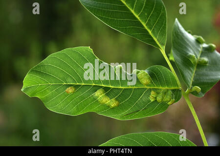 Gall Milbe; Walnut leaf Gall mite Stockfoto