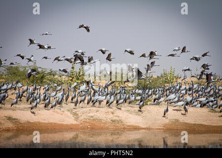 Krane Vögel füttern in Rajasthan, Indien Stockfoto