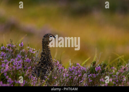 Weibliche Moorschneehuhn in den schottischen Highlands Stockfoto