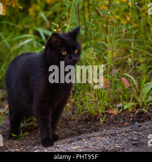 Wunderschöne schwarze Katze mit goldenen Augen, sitzen auf der Seite der Straße, intensiv auf etwas über der Straße, aus dem Rahmen ausgerichtet. Stockfoto