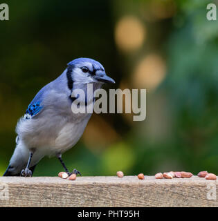 Nahaufnahme von einem schönen Bluejay auf einem Holzdeck Geländer unter einem Haufen Erdnüsse ohne Schale, die er plant zu Essen thront. Stockfoto