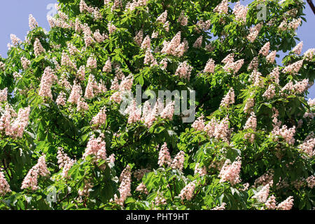 Blühende Kerzen der Kastanien auf die Kronen der Bäume im Frühling Stockfoto