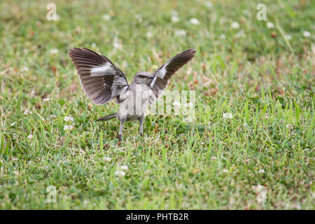 Eine nördliche Mockingbird jagen Insekten auf einem Rasen. Stockfoto