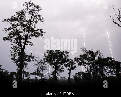 Viele Blitzeinschläge während der dramatischen Gewitter mit regen Wald Baum Silhouetten im Vordergrund, Kamerun, Afrika. Stockfoto