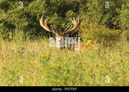 Männliche Rotwild Hirsch mit großen Geweih betrachten die Kamera steht in einem wildlower Wiese,. England, Großbritannien Stockfoto