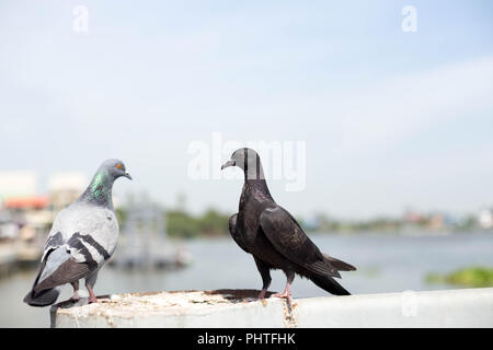 Zwei Tauben sitzen auf der Brücke Stockfoto