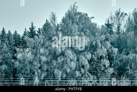 Gefrorene Bäume nach Blizzard stehen im Wald wie in einer dunklen Fairy Tail, atmosphärische Winter Hintergrund Stockfoto