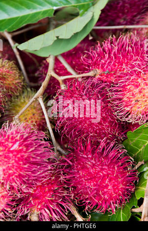 Vertikale Nahaufnahme von rambutan. Stockfoto