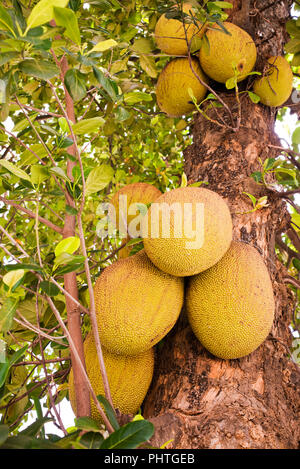 Vertikale Nahaufnahme von jackfrüchte wachsen in einem Baum. Stockfoto
