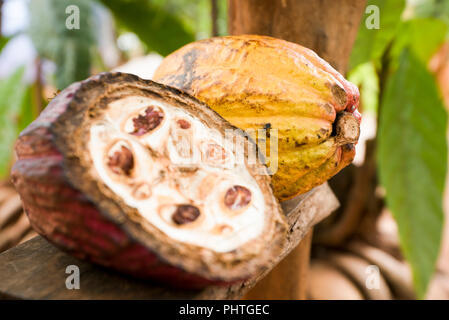 Horizontale Nahaufnahme von kakaofrüchte abgeholt von einem Baum. Stockfoto