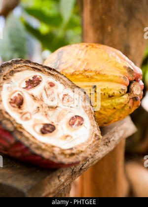 Vertikale Nahaufnahme von kakaofrüchte abgeholt von einem Baum. Stockfoto