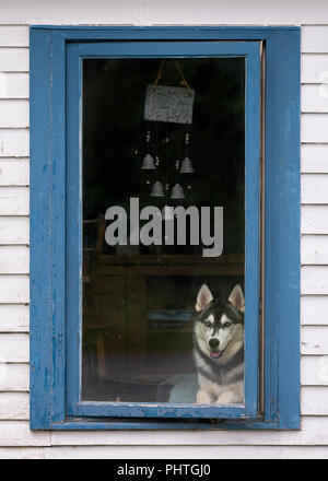 Alaskan Husky Hund Blick aus einem Fenster ein verwittertes Holz gerahmt Haus am kleinen Hafen, Neufundland und Labrador Stockfoto