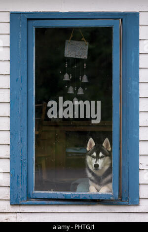 Alaskan Husky Hund Blick aus einem Fenster ein verwittertes Holz gerahmt Haus am kleinen Hafen, Neufundland und Labrador Stockfoto