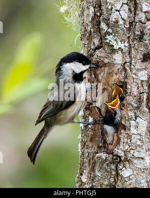 Black-capped chickadee auf einem Baum füttern Babys Zeit. Stockfoto