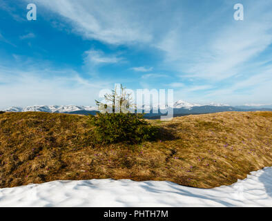 Lila Krokusse Blumen auf Spring Mountain Stockfoto