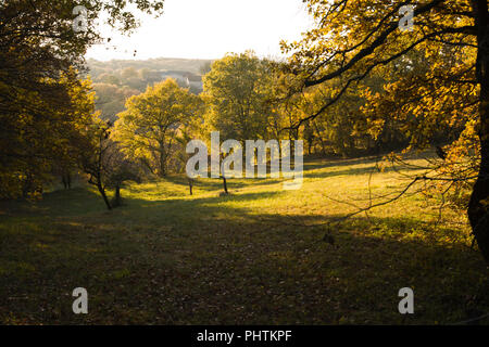 Sonnenschein auf Bäume in der Nähe der Ortschaft St. Martial, in der Ortschaft Varen, Tarn-et-Garonne, Royal, Frankreich, Europa im Herbst Stockfoto