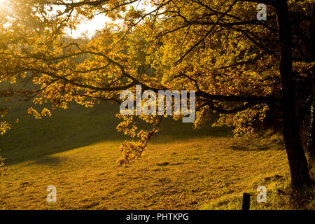 Sonnenschein auf Bäume in der Nähe der Ortschaft St. Martial, in der Ortschaft Varen, Tarn-et-Garonne, Royal, Frankreich, Europa im Herbst Stockfoto