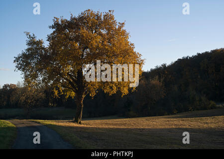 Sonnenschein auf Bäume in der Nähe der Ortschaft St. Martial, in der Ortschaft Varen, Tarn-et-Garonne, Royal, Feance, Europei im Herbst Stockfoto