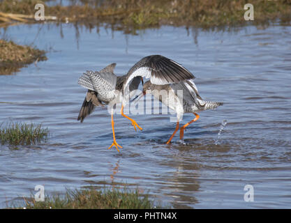 Rotschenkel Tringa totanus,, Paarung, Morecambe Bay, Lancashire, Großbritannien Stockfoto