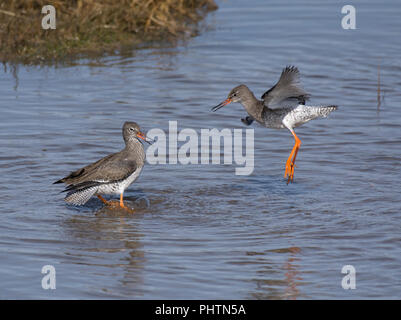 Rotschenkel Tringa totanus,, Paarung, Morecambe Bay, Lancashire, Großbritannien Stockfoto