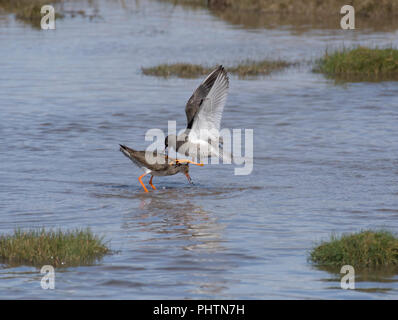 Rotschenkel Tringa totanus,, Paarung, Morecambe Bay, Lancashire, Großbritannien Stockfoto