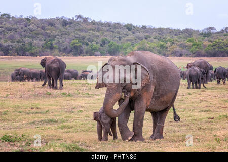 Sri Lankan Elefant mit Kalb (Elephas Maximus Maximus) in Minneriya National Park, Sri Lanka Stockfoto