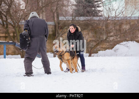 Gomel, Belarus - Januar 15, 2017: Ausbildung Hund Schäferhund auf der Straße im Winter Stockfoto