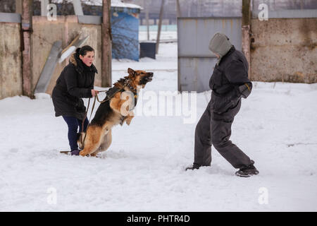 Gomel, Belarus - Januar 15, 2017: Besetzung der Schutz mit einem Deutschen Schäferhund auf der Straße im Winter Stockfoto