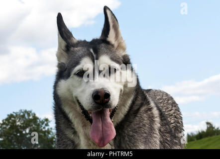 Ein Porträt der Schnauze des Hundes ist eine Hunderasse Alaskan Malamute, der Mund geöffnet ist, eine lange Zunge, ein lustiges Gesicht, ein schöner Hund und ein wenig schmutzig Stockfoto